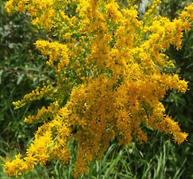 Orjaška zlata rozga